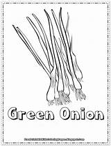 Onion Coloring Page At GetColoringscom  Free Printable Colorings sketch template