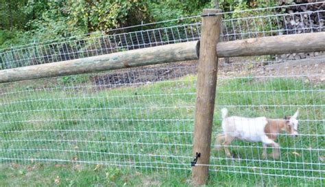 Livestock Fencing 101: Essential Farm Advice - Hobby Farms