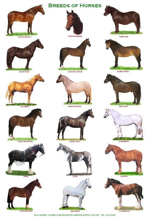 Horse Breeds Poster