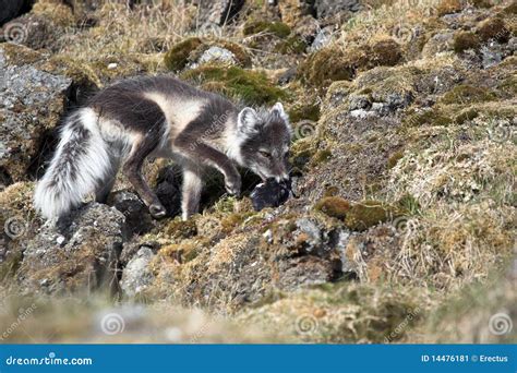 Arctic Fox Hunting for Birds Stock Image - Image of wildlife, summer ...