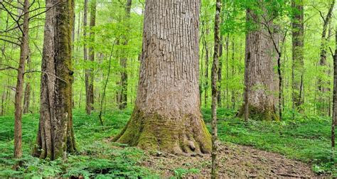 Joyce Kilmer Memorial Forest - Go Wandering