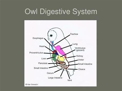 Concept 25 of Barn Owl Digestive System | ericssonquadrapop