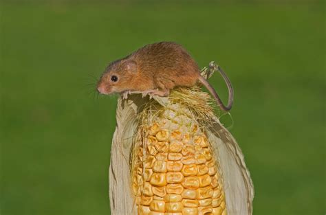 Holkham National Nature Reserve: Glimpses of 'Golden' Mice