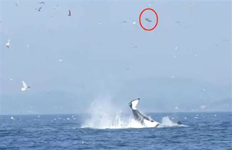 Amazing Footage Shows Orca Throw Seal 80ft Into The Air