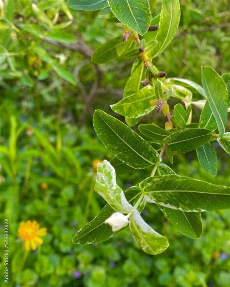 Salix integra 'Hakuro-nishiki' Stock Photo | Adobe Stock