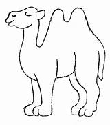 Camel coloring Pages To Download And Print For Free sketch template