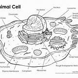 Animal Cell Coloring And Labeling Worksheet Answers sketch template