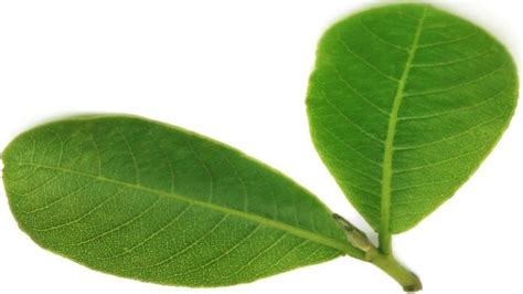 Terminalia Arjuna (Arjun Bark) Benefits, Uses, Dosage & Side Effects