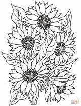 Sunflower coloring page  Free Printable Coloring Pages sketch template