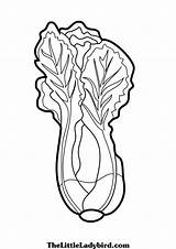 Lettuce Leaf Drawing At PaintingValleycom  Explore Collection Of sketch template