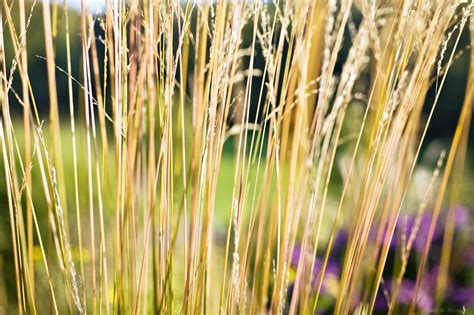 The Best Ornamental Grasses for Fall Color