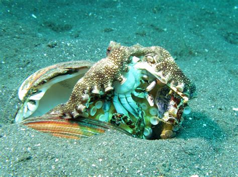 File:Veined Octopus - Amphioctopus Marginatus eating a Crab.jpg ...