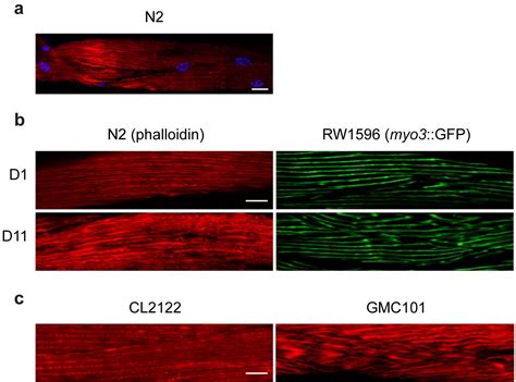 Phalloidin Staining of Actin Filaments for Visualization of Muscle Fibers in Caenorhabditis ...