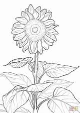 Printable Sunflower Coloring Pages sketch template
