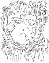 Koala Coloring Pages Cute Eucalyptus Bear Leaves Baby Drawing Cartoon  sketch template