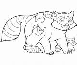 Free Printable Raccoon Coloring Pages For Kids sketch template