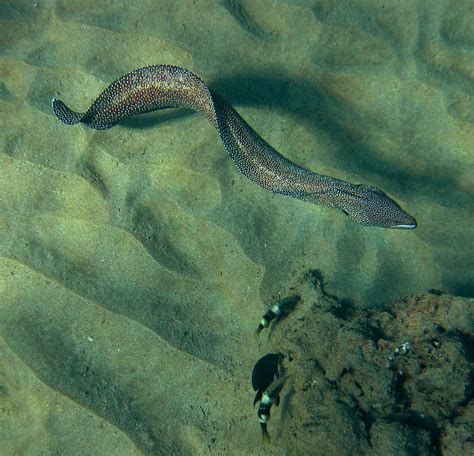 Polka Dot Eel | The first of four beautiful eels species see… | Flickr - Photo Sharing!