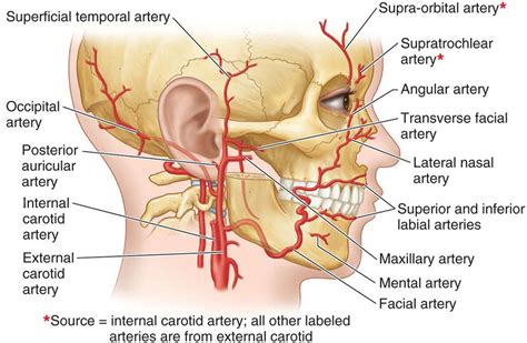 Non-Surgical Thread Lifting: Understanding Facial Anatomy, How to Avoi