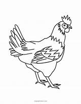 Free Printable Chicken Coloring Pages sketch template