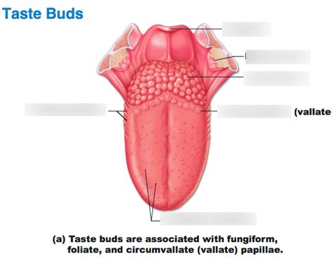 taste buds Diagram | Quizlet