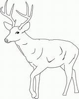 Deer For Coloring Pages sketch template