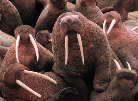 What Animals' Teeth Never Stop Growing? - Animal Hype