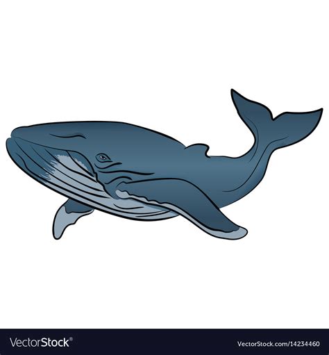 Blue whale isolated on white background Royalty Free Vector