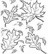 Lettuce Coloring Page  Nation sketch template