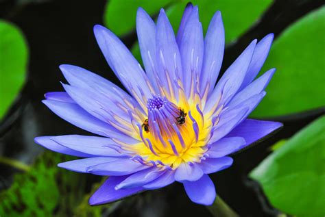 Topo 51+ imagem flor de lótus significado das cores - br.thptnganamst.edu.vn