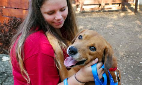 Prepare to Adopt | Operation Kindness North Texas No-Kill Animal ...