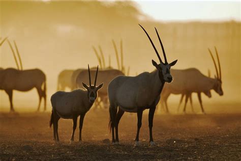 Transforming Nature Conservation in Saudi Arabia | IUCN