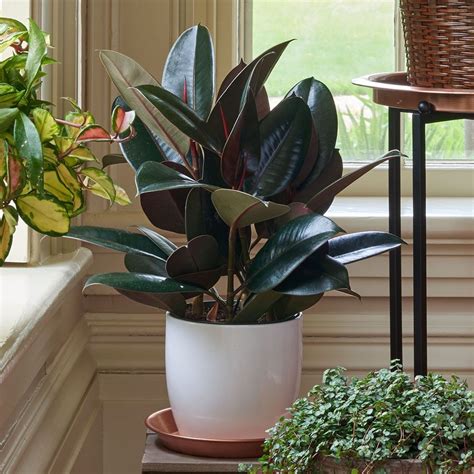 Burgundy Rubber Plant | White Flower Farm