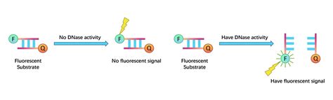 DNase assay Kit (Fluorescence) | Axis Shield Density Gradient Media