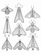 Moth Coloring Page To Print  ColoringBay sketch template