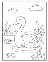 Beautiful Swan Coloring Pages Sketch Page sketch template