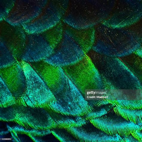 Close Up Of Peacock Feathers High-Res Stock Photo - Getty Images