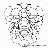Honeycomb Coloring Pages  Free & Printable sketch template