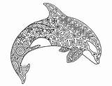 Orca Killer Whale Zentangle Coloring Page By Pamela Kennedy  TPT sketch template