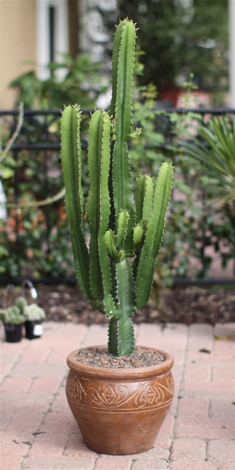 Euphorbia acrurensis (aka "Desert Candle") | Cactus plants, Succulents ...