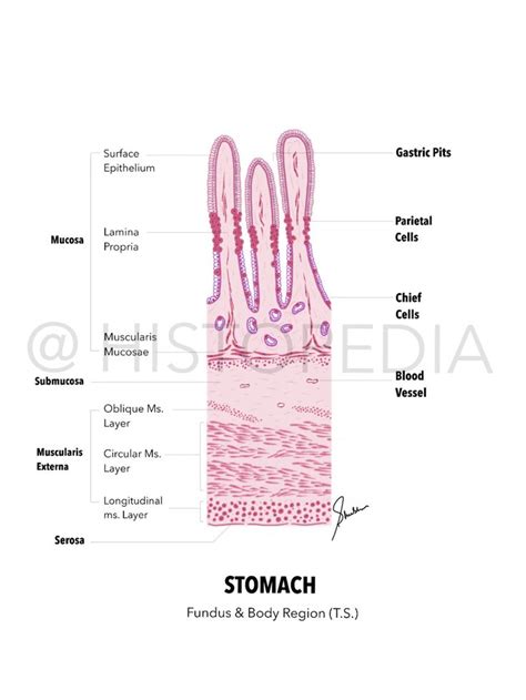 Well labelled diagram of histology of stomach fundus and body region ...