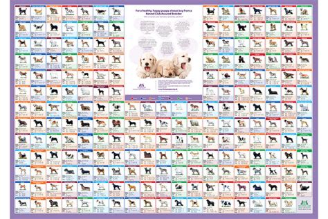 Dog Breeds Of The World Poster