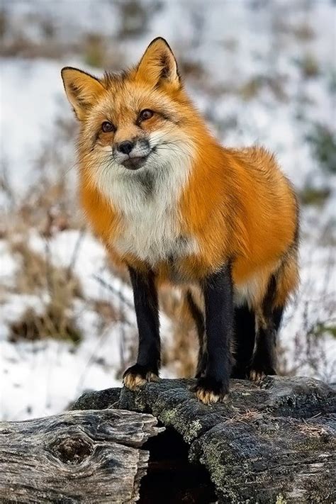 Raposas! FOX!-Galeria de imagens