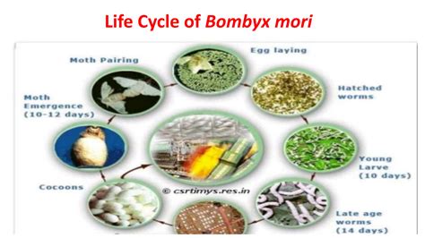 SOLUTION: Life cycle of a bombyx mori - Studypool