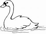 Swan Coloring Pages Whooper Colouring Outline Drawing Realistic Swans  sketch template