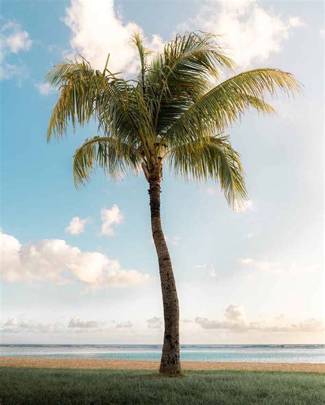 Everything you need to know about coconut palms – Tratamiento contra el ...