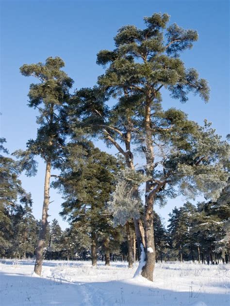 Pine Trees in Winter Forest Stock Photo - Image of needle, beautiful: 12497226