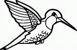 Humming Bird Coloring Page  Home sketch template