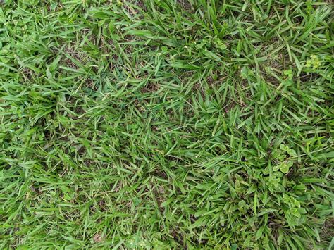 Is Bahia Grass Good for Florida Lawns? What You Should Know