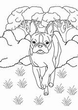 Boston Terrier Coloring Pages  FREE Printable Color sketch template