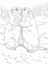 Kissing Prairie Dogs coloring Page  ColouringPages sketch template